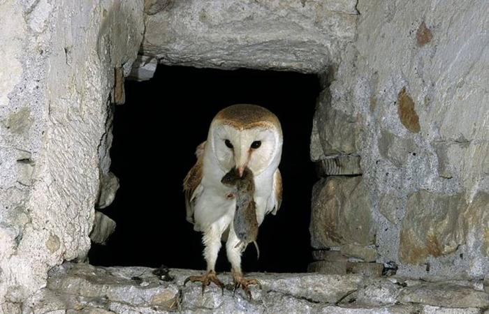 In Haute-Loire die schöne Geschichte dieser Geschwister von Schleiereulen, die aus dem Nest gefallen sind