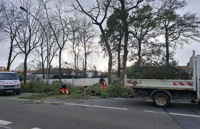 Sie regelte den Verkehr, nachdem in Challans ein Baum umgestürzt war