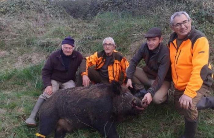 Charente-Maritime: Die Jäger, die einen Rekord-Eber mit einem Gewicht von 205 kg getötet haben, erzählten uns ihre Geschichte