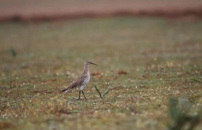 Zuletzt in Marokko gesehen, wurde der Große Brachvogel für ausgestorben erklärt