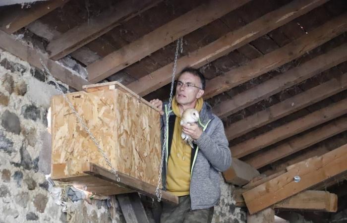 In Haute-Loire die schöne Geschichte dieser Geschwister von Schleiereulen, die aus dem Nest gefallen sind