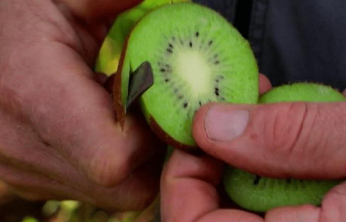 Kiwi, eine Vitaminkur für den Winter