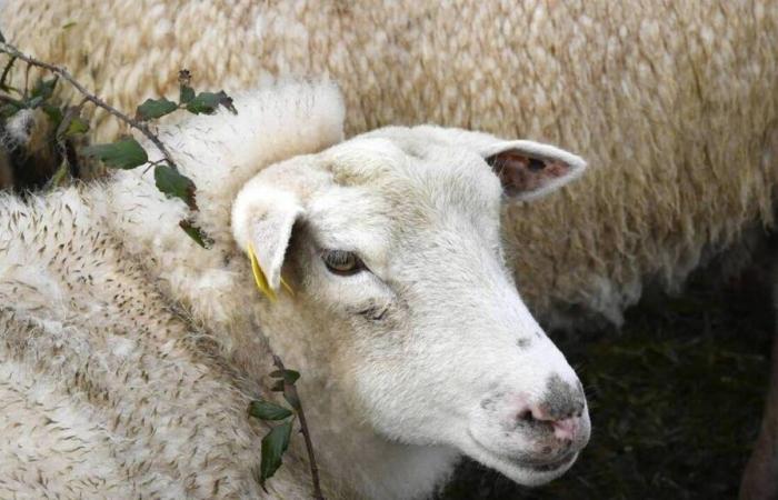 Im Ärmelkanal wurde ein Ausbruch der Blauzungenkrankheit festgestellt