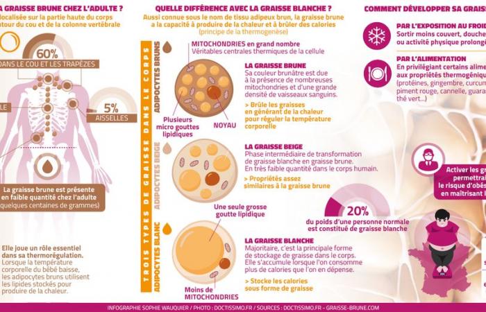 Braunes Fett: Warum ist dieses wenig bekannte Fettgewebe so nützlich für Ihre Gesundheit? Eine Studie aus Toulouse eröffnet neue Perspektiven