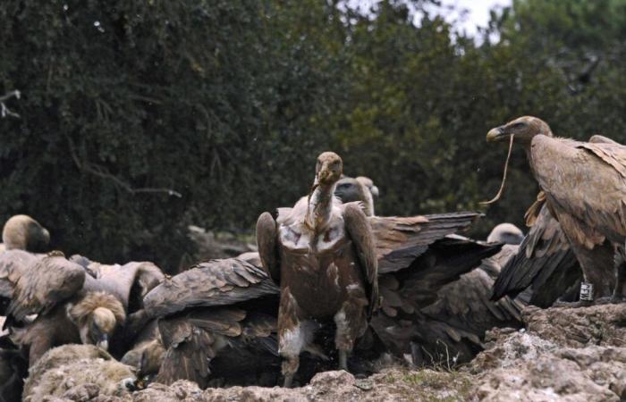 Immer mehr „Angriffe“, „abweichende“ Vögel … Was passiert mit den Geiern?