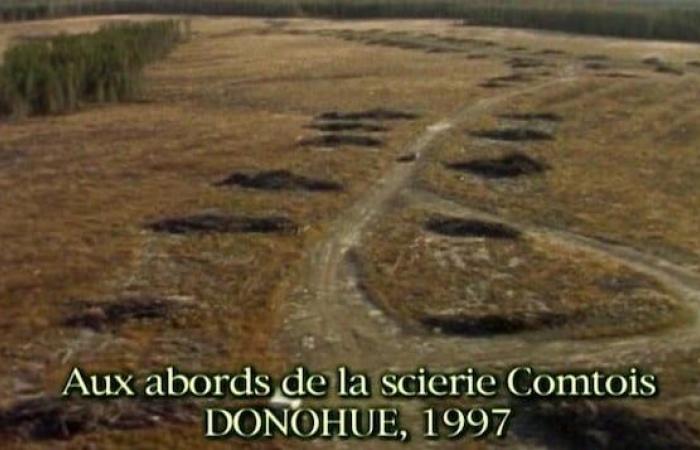 Wie geht es dem Wald von Quebec 25 Jahre nach dem Boreal Error?