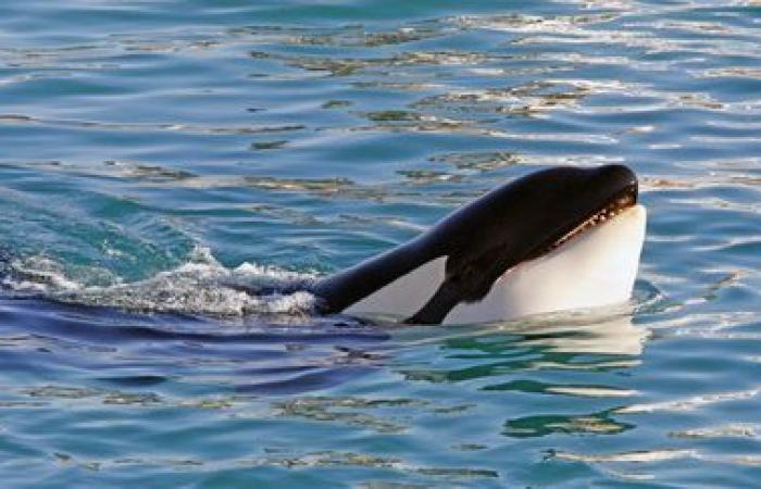 Der Wasserpark Marineland in Antibes will seine letzten beiden Orcas nach Japan überführen