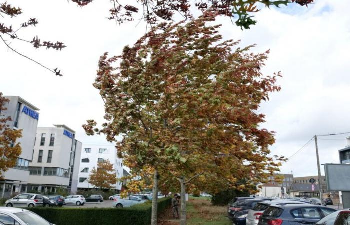 Der Wind kehrt nach Rennes und Ille-et-Vilaine zurück, Météo France versetzt das Departement in Alarmstufe Gelb