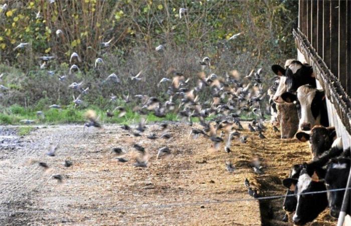 Stare gibt es im Ärmelkanal bereits zahlreich und aggressiv