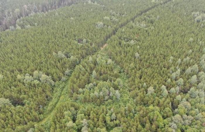 Wie geht es dem Wald von Quebec 25 Jahre nach dem Boreal Error?