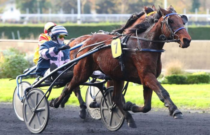 PMU – Ankunft der Quinté am Samstag, 23. November in Paris-Vincennes: Grindelwald ist wieder in den Nachrichten