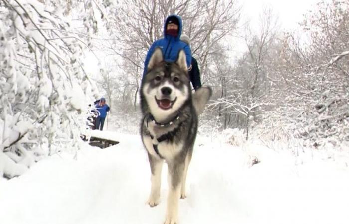 Im Hohen Venn strömen Touristen in Scharen, um den Schnee zu genießen: „Mein Hund ist superglücklich“