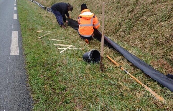 In Seine-Maritime helfen sie Kröten beim Überqueren der Straßen