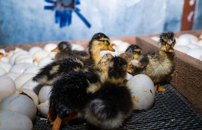 „Wenn wir das Virus zirkulieren lassen, gehen wir das Risiko einer Mutation ein“