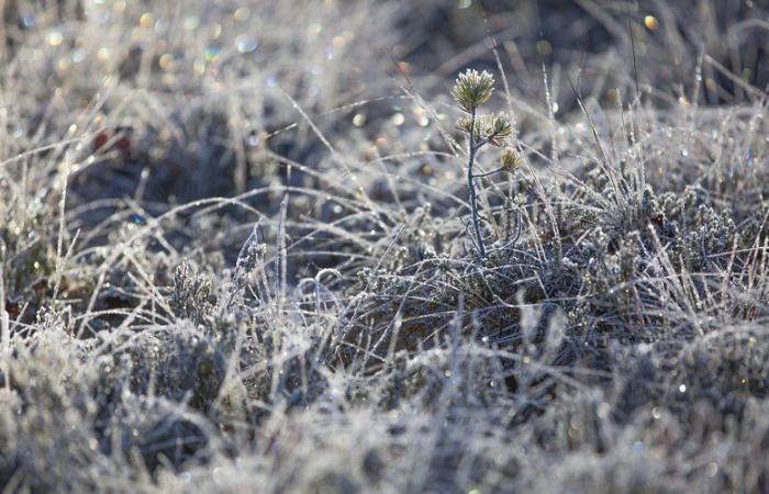 Wetter: – 6°C, – 5,5°C, – 5°C… weit verbreiteter Frost in Aveyron an diesem Samstagmorgen, hier sind die Gemeinden, die am stärksten von der Kälte betroffen sind