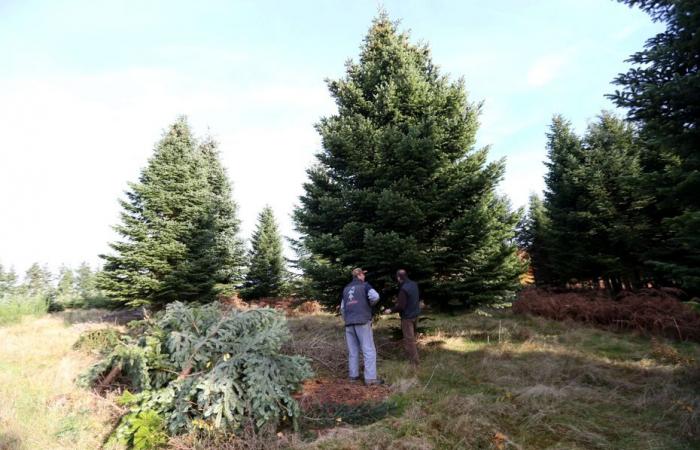 UNTERSUCHUNG. Wer gibt den Weihnachtsbaumproduzenten aus Morvan die Schuld? Ein Brand entfacht Spaltungen: „Ich habe eine Tränengasbombe“