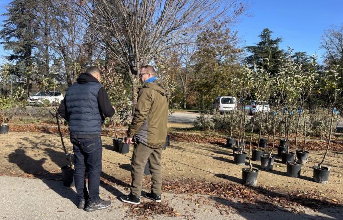 Metropole Lyon: Bäume werden den Bewohnern kostenlos zur Verfügung gestellt