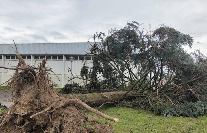 Sturm Caetano. Der beeindruckende Baumsturz in einer Gemeinde in Deux-Sèvres