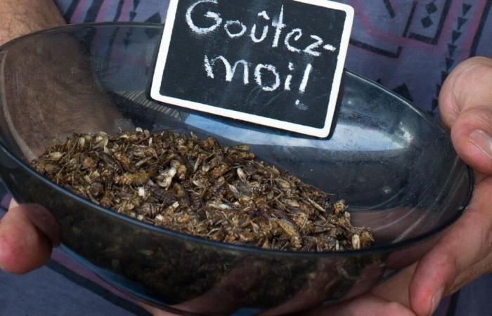 Geben Sie Ihre persönlichen Daten an, damit Sie keine Insekten essen