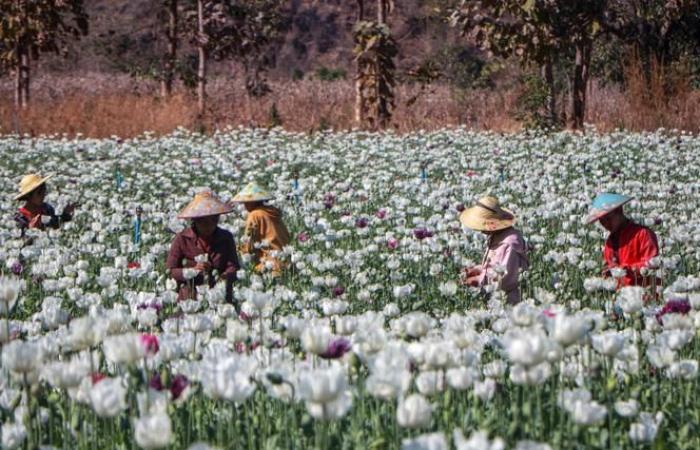 Die Drogenwirtschaft im Goldenen Dreieck wurde durch die Burma-Krise wiederbelebt