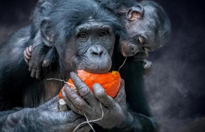 Eine Studie deckt den ungewöhnlichen Alkoholkonsum bestimmter Tiere auf