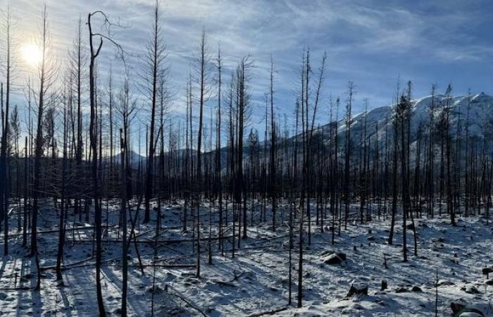 Jaspers verbrannter Wald erhebt sich aus seiner Asche