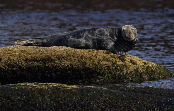 Vogelgrippe: Eine Untersuchung gibt Aufschluss über den Tod infizierter Robben in Quebec