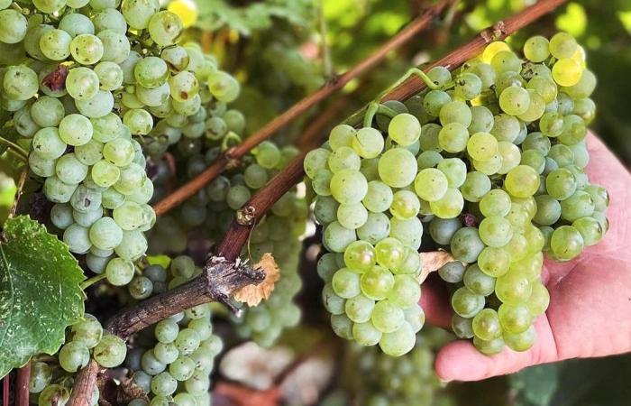 GARD Die Vignerons des Capitelles passen zu Ihren Mahlzeiten zum Jahresende