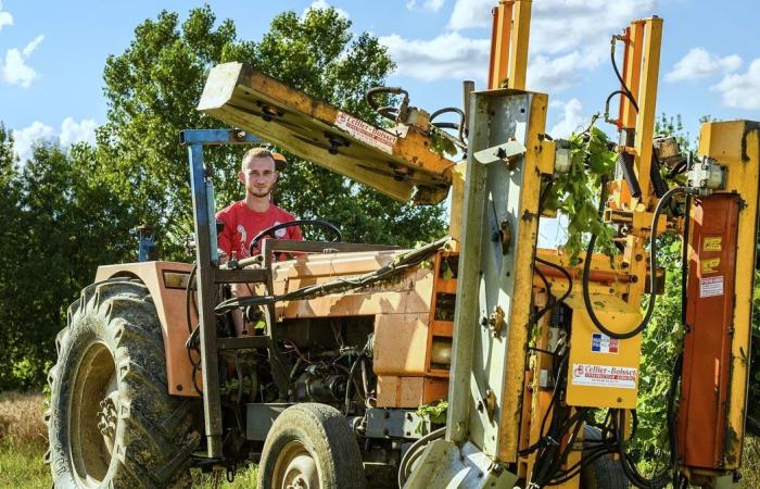 GARD Die Vignerons des Capitelles passen zu Ihren Mahlzeiten zum Jahresende