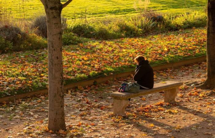 Aber wo landen all die armen kleinen toten Blätter, die in Paris gesammelt wurden?