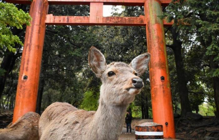 Aber was passiert mit Naras berühmtem Hirsch?