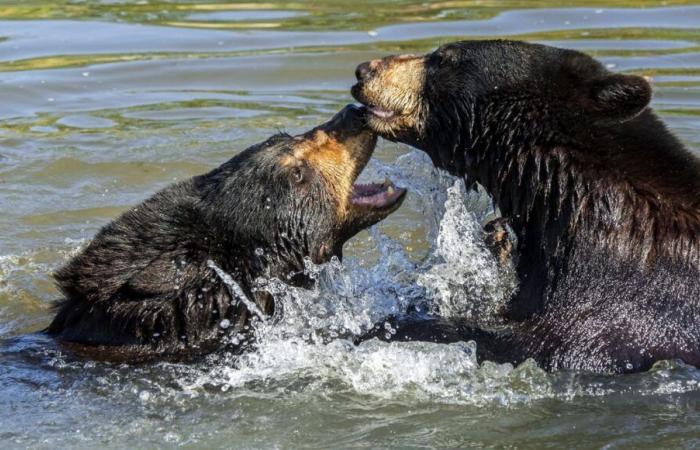 Ein Schwarzbär stirbt nach einem Kampf mit einem anderen Bären im Park Pairi Daiza in Belgien