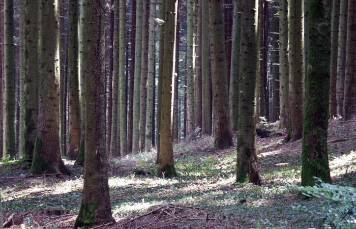 Was wäre, wenn Sie einen Jura-Wald kaufen würden … auf einer Auktion? Ein beispielloser Verkauf