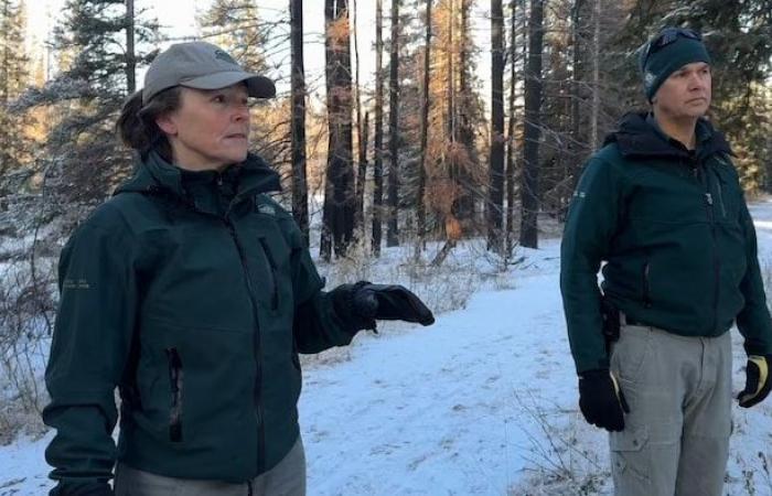 Jaspers verbrannter Wald erhebt sich aus seiner Asche