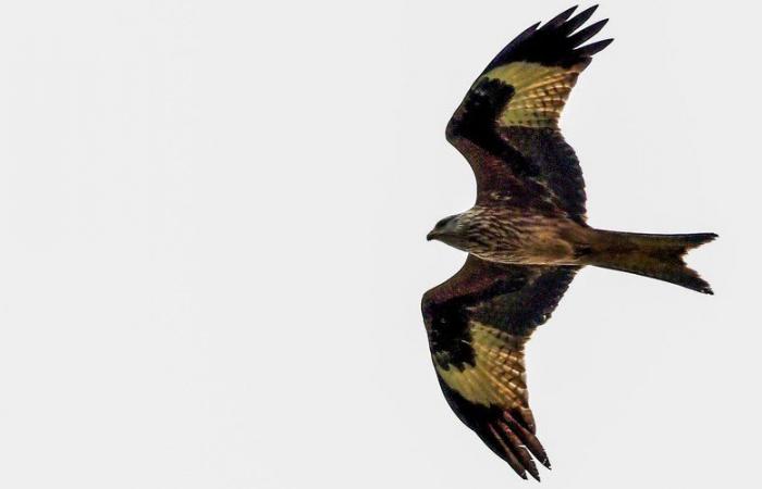 Für Ornithologen wären mehrere Dutzend Vogelarten durch die THT-Linie zwischen Fos-sur-Mer und Gard bedroht