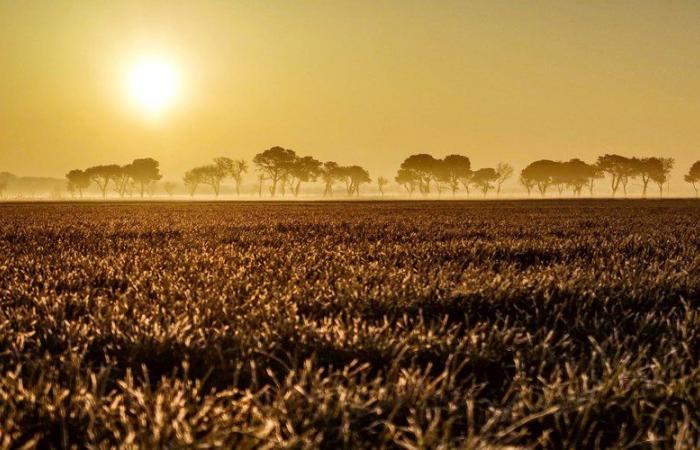 Nach der Kälte diesen Sonntag Frühling? Außergewöhnlich mildes Wetter für November in Okzitanien und dem größten Teil des Landes