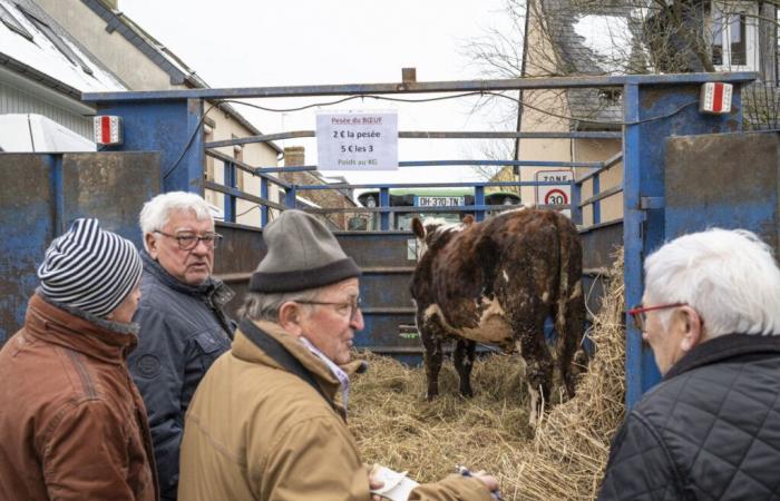 Wiegen Sie das Rindfleisch, um den Jackpot zu gewinnen