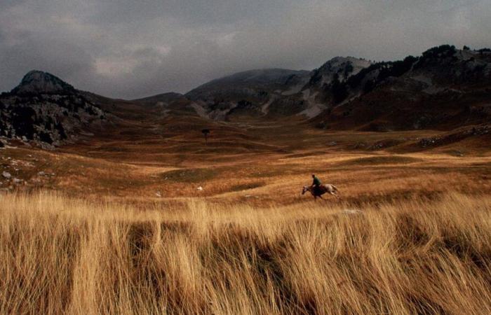 Tauchen Sie ein in die aufregende Welt der Pferdezucht im Herzen des Vercors