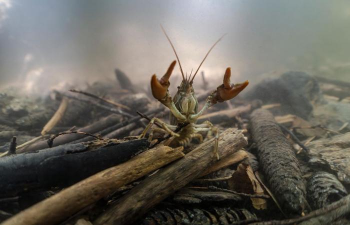 Ausstellung: Ästhetisches Eintauchen in die Gewässer des Genfersees