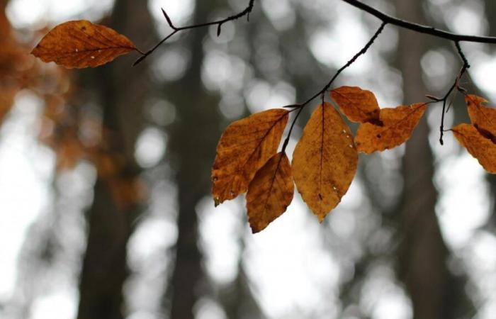 steigende Temperaturen, starker Wind… Welches Wetter können wir zum Wochenstart erwarten?