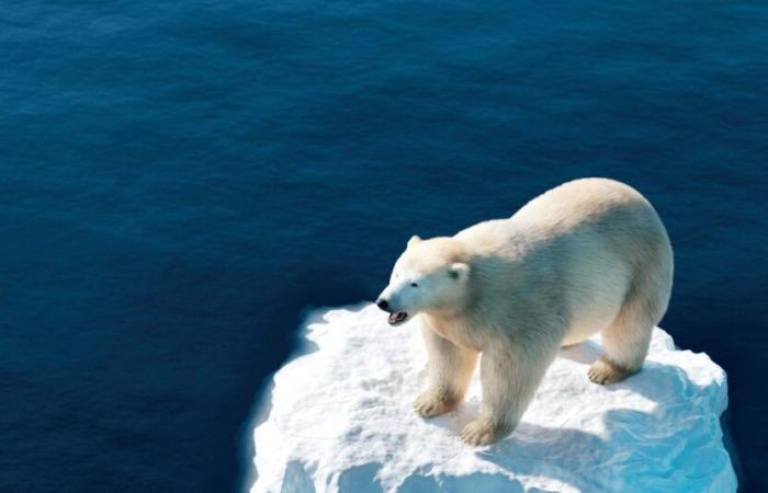 Lebensräume oder wie wir unsere Welt zwischen den Seiten eines Buches zusammenbringen können