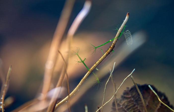 Ausstellung: Ästhetisches Eintauchen in die Gewässer des Genfersees