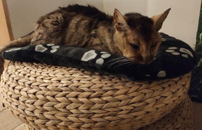 „Es ist das Wunder von Weihnachten vor Weihnachten“: Nachdem die Katze Grizzly 13 Jahre lang verschwunden war, findet sie auf wundersame Weise ihre Besitzer