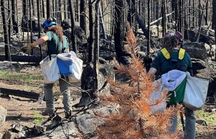 Jaspers verbrannter Wald erhebt sich aus seiner Asche