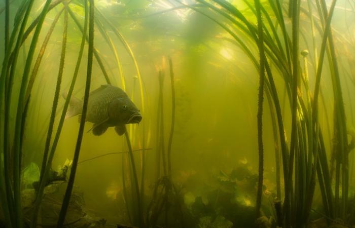 Ausstellung: Ästhetisches Eintauchen in die Gewässer des Genfersees