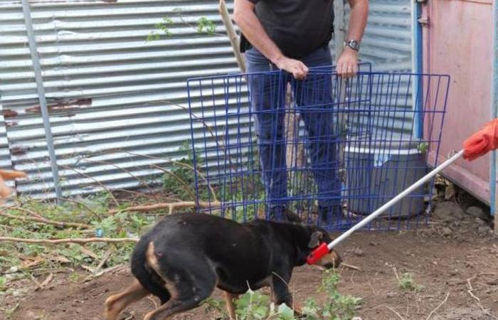 Ein Spendenaufruf, um die Adoption von Hunden, die von einem illegalen Züchter in Mayotte beschlagnahmt wurden, in Frankreich zu ermöglichen