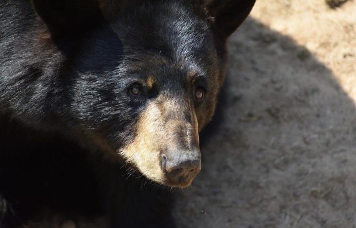 Belgien. Schrecklicher Vorfall im riesigen Park Pairi Daiza mit dem Tod eines Bären: Was ist passiert?