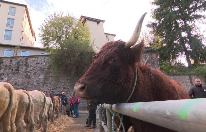 „Junge Leute kaufen ihre Tiere über ihr Handy!“ Vom Mittelalter bis zum digitalen Zeitalter, die Sainte-Catherine-Messe in Saint-Galmier