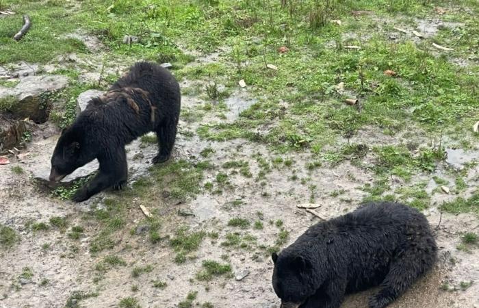 Tödliche Auseinandersetzung zwischen zwei Bären in Pairi Daiza: Warum konnte einer von ihnen nicht gerettet werden?