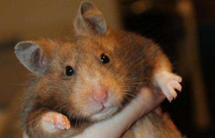 Mehr als 130 entflohene Hamster vier Tage lang gelandet